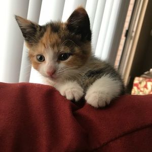 Meet your Posher, Tomas